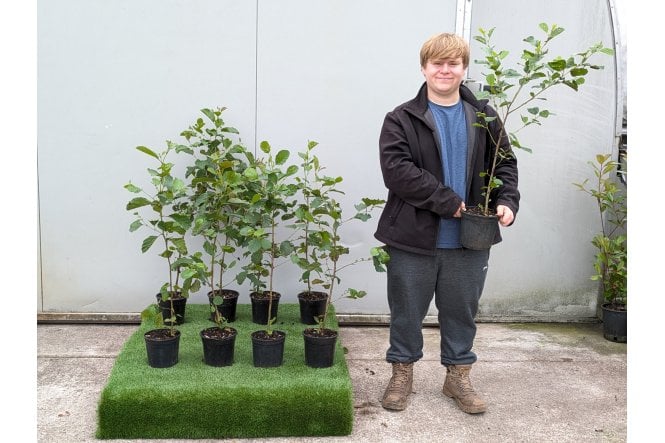 Common Alder - 2 litre