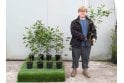 Common Alder - 2 litre