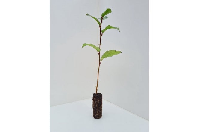 Common Alder - cell grown