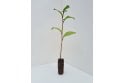 Common Alder - cell grown