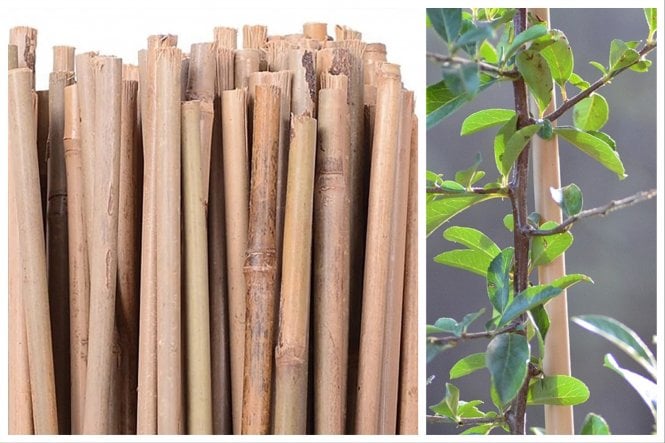 Bamboo Canes