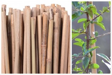 Bamboo canes grouped together and used to support a climbing plant, Pyracantha.