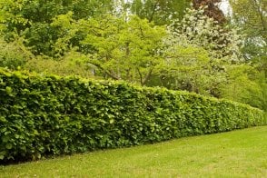 Beech hedge plants (Fagus sylvatica)