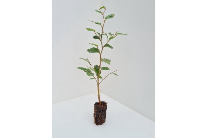 Beech - cell grown