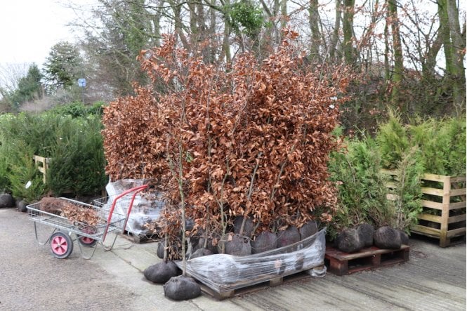 Beech - 4 year plant