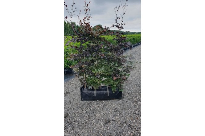 Purple Beech - 1m long trough