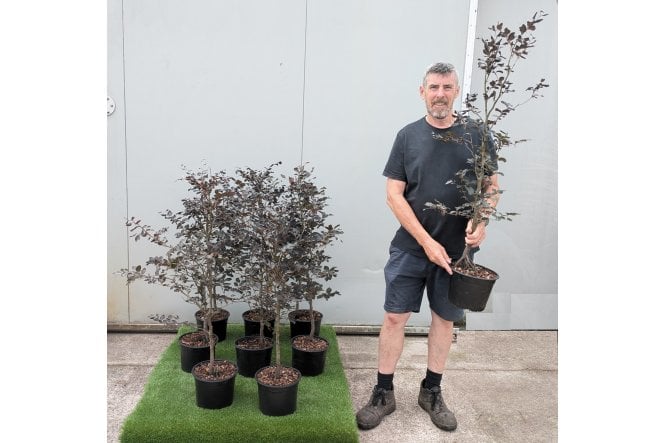 Purple Beech - 5 litre