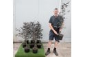 Purple Beech - 5 litre