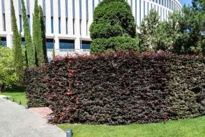 Beech (Purple) hedge plants - Fagus sylvatica Purpurea