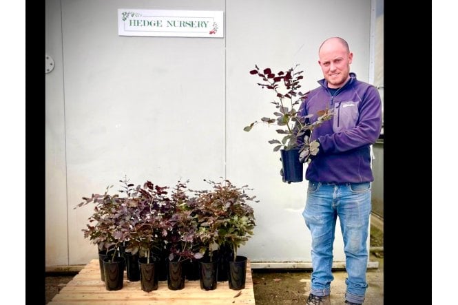 Purple Beech - 2 litre