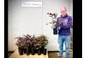 Purple Beech - 2 litre