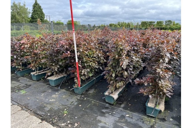 Purple Beech - 1m long trough