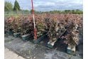 Purple Beech - 1m long trough