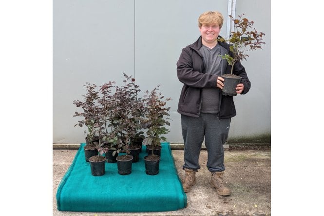 Purple Beech - 2 litre