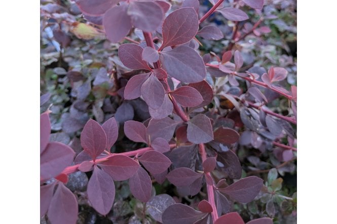 Berberis ottawensis 'Superba' hedge plants (Red Barberry)