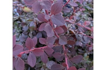 Close up of deep red-purple leaves and stems of Berberis ottawensis 'Superba' hedge plant. Fast growing, spiny, ornamental deciduous shrub. Can be used for hedging or as a specimen shrub in ornamental borders. Small yellow delicate flowers in summer.