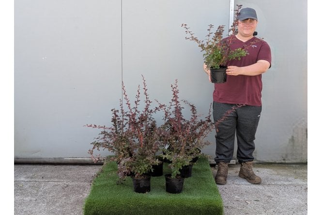 Berberis 'Superba' - 2 litre