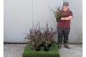 Berberis 'Superba' - 2 litre