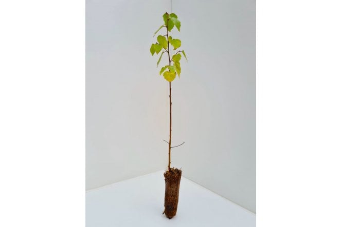 Downy Birch tree sapling - cell grown