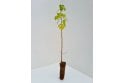 Downy Birch tree sapling - cell grown