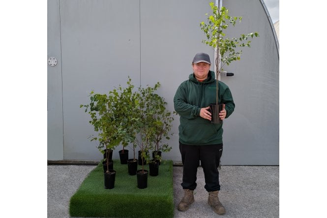 Silver Birch tree sapling - 2 litre