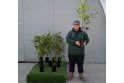 Silver Birch tree sapling - 2 litre