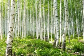 Birch - Silver tree saplings (Betula pendula)