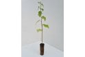 Silver Birch tree sapling - cell grown