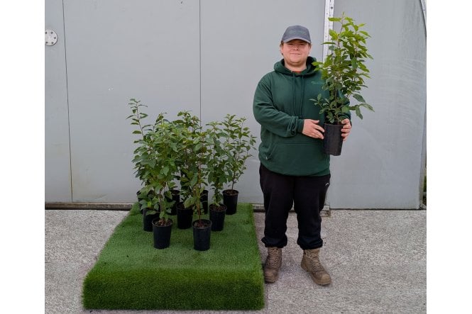 Bird Cherry - 2L Pot grown