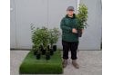 Bird Cherry - 2L Pot grown