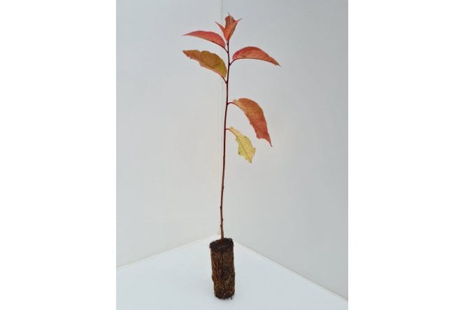 Bird Cherry - cell grown
