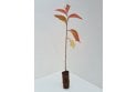 Bird Cherry - cell grown