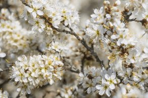 Blackthorn hedge plants (Prunus spinosa)