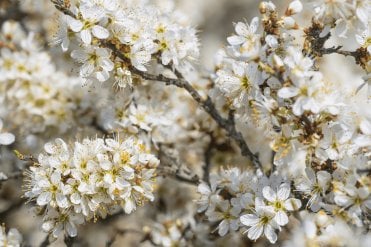 Close-up of Blackthorn (Prunus spinosa) hedge in full bloom, covered with clusters of small white five-petaled flowers on bare, dark branches in early spring. Good for native hedging and wildlife.
