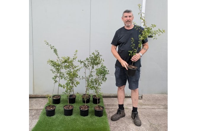 Blackthorn - 2 litre