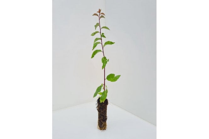 Blackthorn - cell grown