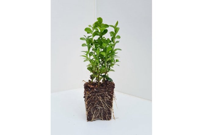 Box - cell grown
