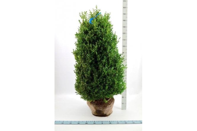 Box- 8 year plant