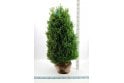 Box- 8 year plant