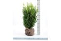 Box- 6 year plant