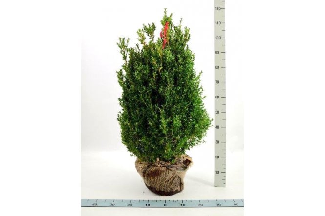 Box- 6 year plant
