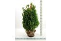 Box- 6 year plant