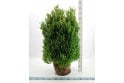 Box- 7 year plant