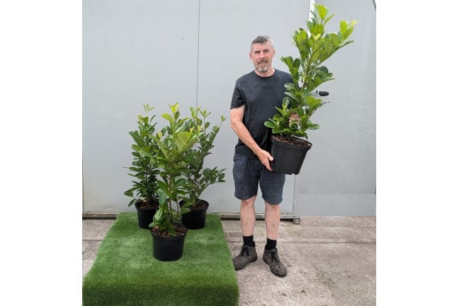 Cherry Laurel - 10 litre