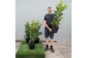 Cherry Laurel - 10 litre