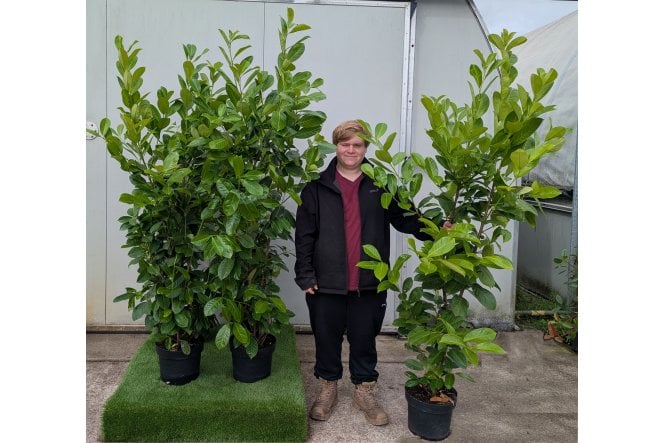 Cherry Laurel - 15 litre