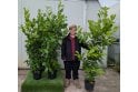 Cherry Laurel - 15 litre