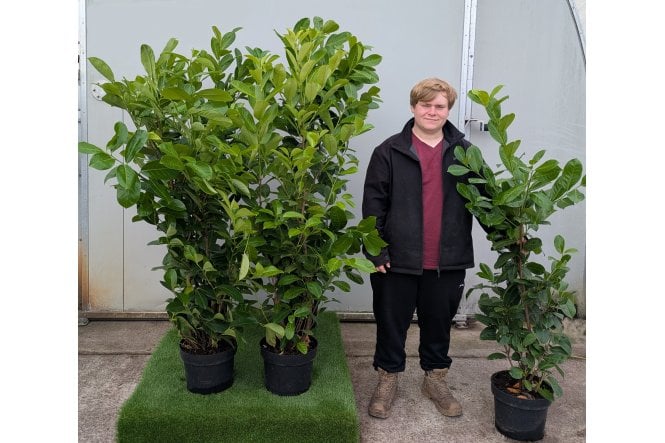 Cherry Laurel - 15 litre