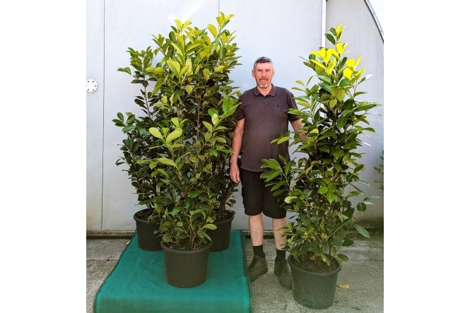 Cherry Laurel - 25 litre