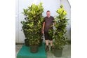 Cherry Laurel - 25 litre